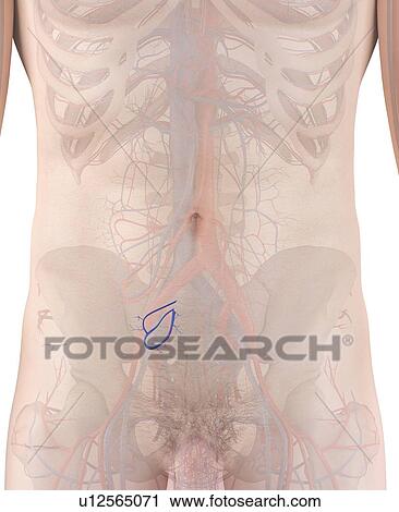 Stock Image - Human vein, computer illustration.. Fotosearch