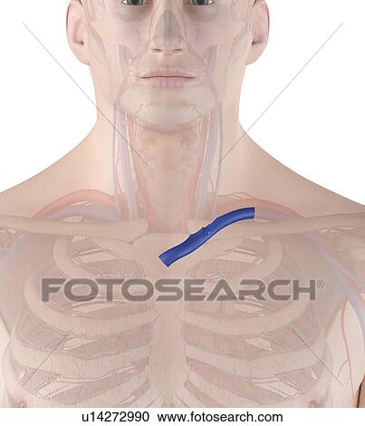 Stock Image - Human vein, computer illustration.. Fotosearch