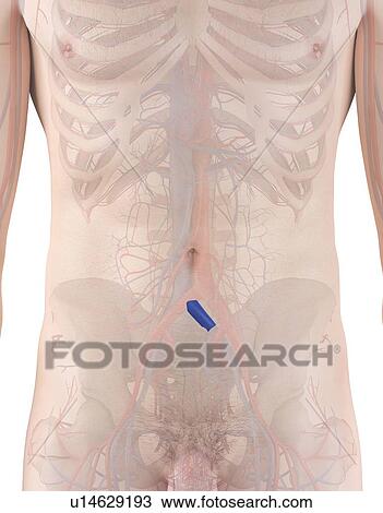 Stock Image - Human vein, computer illustration.. Fotosearch