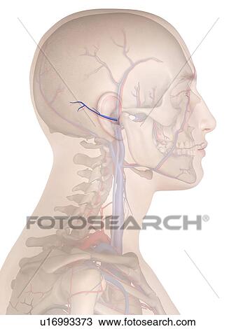 Stock Image - Human vein, computer illustration.. Fotosearch
