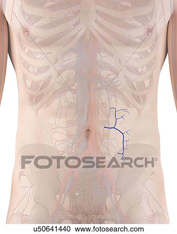 Stock Image - Human vein, computer illustration.. Fotosearch