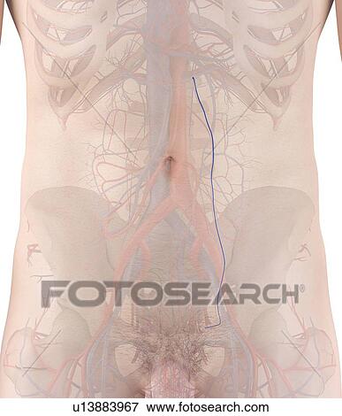 Stock Photo - Human vein, computer illustration.. Fotosearch