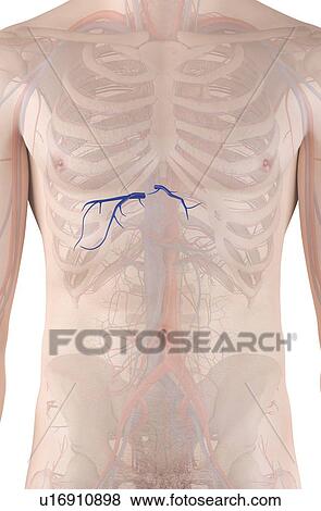 Stock Photo - Human vein, computer illustration.. Fotosearch