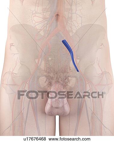 Stock Photo - Human vein, computer illustration.. Fotosearch