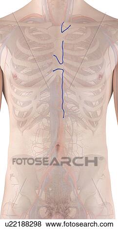 Human vein, computer illustration. View Large Photo Image Stock Photo - Human vein, computer illustration.. Fotosearch
