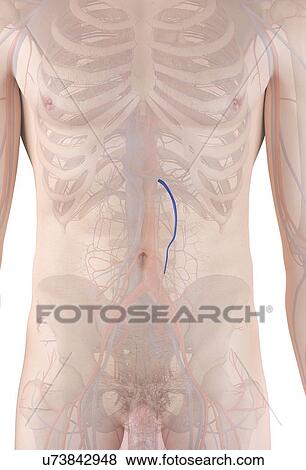 Human vein, computer illustration. View Large Photo Image Stock Photo - Human vein, computer illustration.. Fotosearch