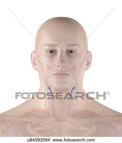 Picture - Human veins, computer illustration.. Fotosearch