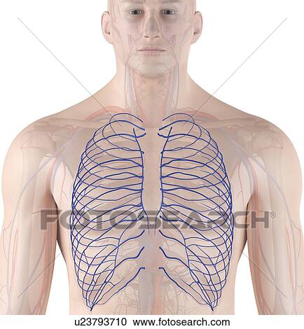 Human veins, computer illustration. View Large Photo Image Stock Image - Human veins, computer illustration.. Fotosearch