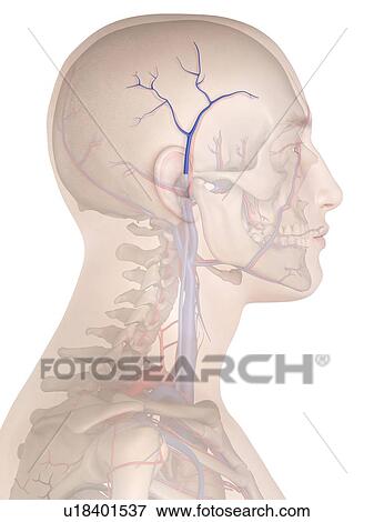 Stock Photo - Human veins, computer illustration.. Fotosearch