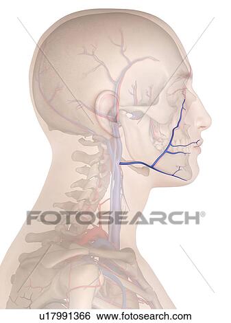 Stock Photograph - Human veins, computer illustration.. Fotosearch