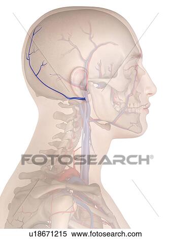 Stock Photography - Human veins, computer illustration.. Fotosearch