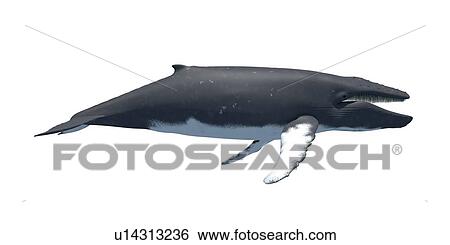 Stock Photograph - Humpback whale, computer illustration.. Fotosearch