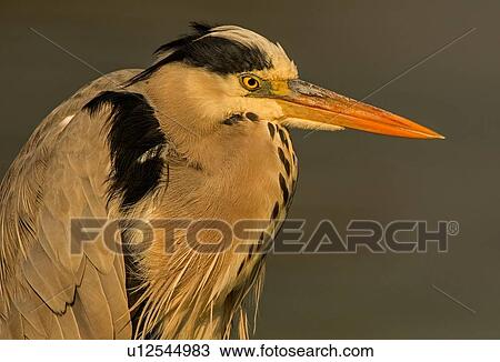 Hunched grey heron, close up side view, Kruger National Park, South Africa View Large Photo Image Stock Image - Hunched grey heron, close up side view, Kruger National Park, South Africa. Fotosearch