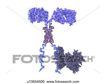 Stock Image - Illustration of a chimeric antigen receptor (CAR) spanning the cell membrane of a T-cell, a white blood cell of the immune system. This T-cell has been taken from a cancer patient and then genetically engineered to produce CARs on its surface that.... Fotosearch