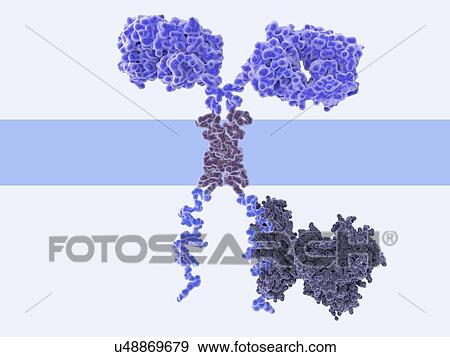 Illustration of a chimeric antigen receptor (CAR) spanning the cell membrane of a T-cell, a white blood cell of the immune system. This T-cell has been taken from a cancer patient and then genetically engineered to produce CARs on its surface that... View Large Photo Image Stock Photo - Illustration of a chimeric antigen receptor (CAR) spanning the cell membrane of a T-cell, a white blood cell of the immune system. This T-cell has been taken from a cancer patient and then genetically engineered to produce CARs on its surface that.... Fotosearch