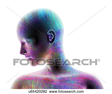 Stock Image - Illustration of a female head and shoulders, overlaid a network of coloured lines.. Fotosearch