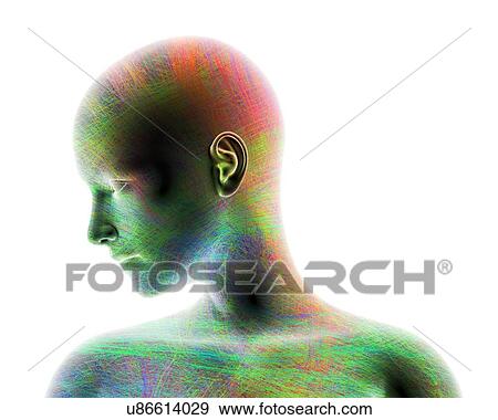 Illustration of a female head and shoulders, overlaid a network of coloured lines. View Large Photo Image Stock Photo - Illustration of a female head and shoulders, overlaid a network of coloured lines.. Fotosearch