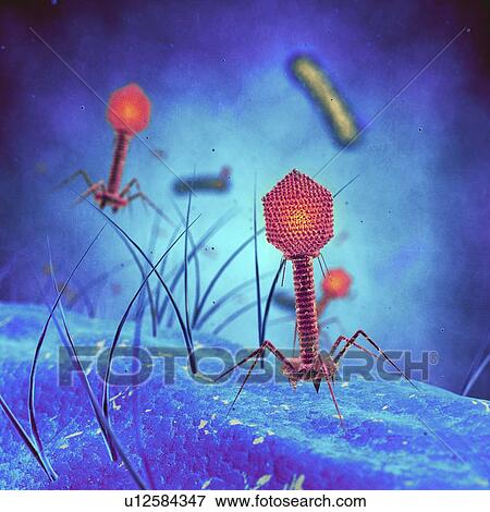 Illustration of bacteriophages infecting a bacterium. View Large Photo Image Stock Photo - Illustration of bacteriophages infecting a bacterium.. Fotosearch