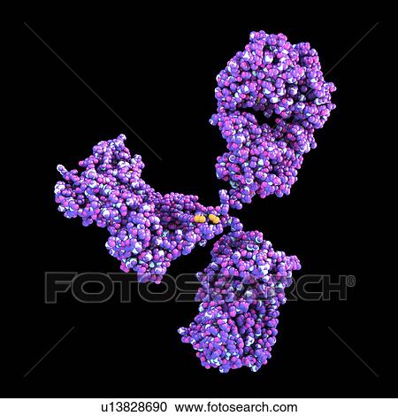 Stock Image - Illustration showing the structure of an antibody, or immunoglobulin, molecule. These Y-shaped molecules have two arms that can bind to specific antigens, for instance viral or bacterial proteins. In doing so, they mark the antigen for destruction.. Fotosearch