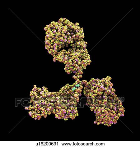 Stock Image - Illustration showing the structure of an antibody, or immunoglobulin, molecule. These Y-shaped molecules have two arms that can bind to specific antigens, for instance viral or bacterial proteins. In doing so, they mark the antigen for destruction.. Fotosearch