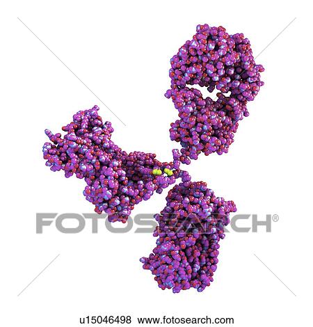 Stock Photo - Illustration showing the structure of an antibody, or immunoglobulin, molecule. These Y-shaped molecules have two arms that can bind to specific antigens, for instance viral or bacterial proteins. In doing so, they mark the antigen for destruction.. Fotosearch