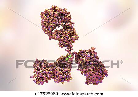 Stock Photo - Illustration showing the structure of an antibody, or immunoglobulin, molecule. These Y-shaped molecules have two arms that can bind to specific antigens, for instance viral or bacterial proteins. In doing so, they mark the antigen for destruction.. Fotosearch