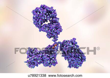 Illustration showing the structure of an antibody, or immunoglobulin, molecule. These Y-shaped molecules have two arms that can bind to specific antigens, for instance viral or bacterial proteins. In doing so, they mark the antigen for destruction. View Large Photo Image Stock Photo - Illustration showing the structure of an antibody, or immunoglobulin, molecule. These Y-shaped molecules have two arms that can bind to specific antigens, for instance viral or bacterial proteins. In doing so, they mark the antigen for destruction.. Fotosearch