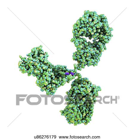 Illustration showing the structure of an antibody, or immunoglobulin, molecule. These Y-shaped molecules have two arms that can bind to specific antigens, for instance viral or bacterial proteins. In doing so, they mark the antigen for destruction. View Large Photo Image Stock Photo - Illustration showing the structure of an antibody, or immunoglobulin, molecule. These Y-shaped molecules have two arms that can bind to specific antigens, for instance viral or bacterial proteins. In doing so, they mark the antigen for destruction.. Fotosearch
