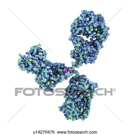 Illustration showing the structure of an antibody, or immunoglobulin, molecule. These Y-shaped molecules have two arms that can bind to specific antigens, for instance viral or bacterial proteins. In doing so, they mark the antigen for destruction. View Large Photo Image Stock Photography - Illustration showing the structure of an antibody, or immunoglobulin, molecule. These Y-shaped molecules have two arms that can bind to specific antigens, for instance viral or bacterial proteins. In doing so, they mark the antigen for destruction.. Fotosearch