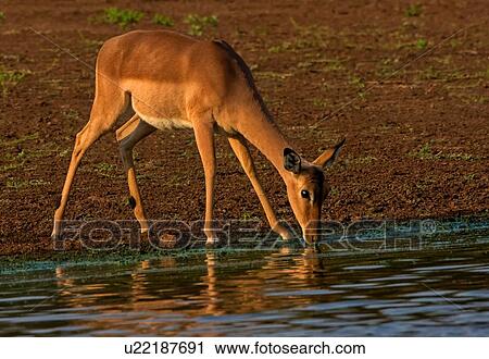 Stock Image - Impala drinking at watering hole, side view, Kruger National Park, South Africa. Fotosearch
