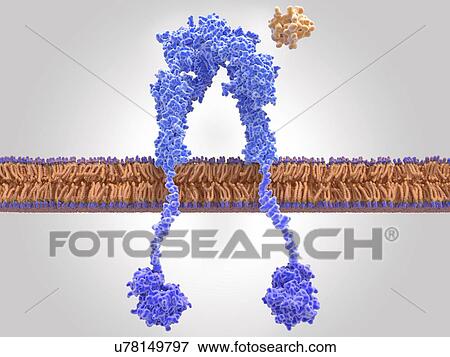 Stock Photo - Inactive insulin receptor, illustration. The insulin receptor (blue) is a transmembrane protein, that becomes activated through the binding of insulin (orange). Insulin binding induces structural changes within the receptor. These changes trigger a.... Fotosearch