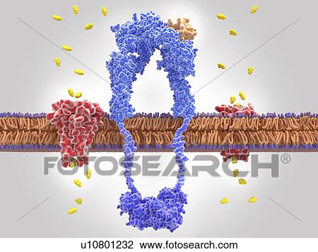Stock Image - Insulin bound to insulin receptor and glucose transport, illustration. The insulin receptor (blue) is a transmembrane protein, that has become activated through the binding of insulin (orange). Insulin binding induces structural changes within the.... Fotosearch