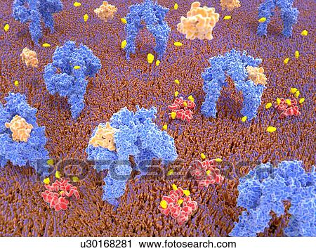 Stock Image - Insulin bound to insulin receptors and glucose transport into the cell, illustration. Insulin receptors (blue) are transmembrane proteins, that are activated through the binding of insulin (light orange). Insulin binding induces structural changes.... Fotosearch