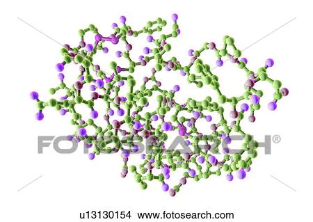 Picture - Insulin-like growth factor 1 (IGF-1), molecular model. IGFs are polypeptides that are similar in their molecular structure to insulin. IGF-1 is mainly secreted by the liver as a result of stimulation by growth hormone. In addition to acting in a.... Fotosearch