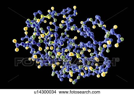 Insulin-like growth factor 1 (IGF-1), molecular model. IGFs are polypeptides that are similar in their molecular structure to insulin. IGF-1 is mainly secreted by the liver as a result of stimulation by growth hormone. In addition to acting in a... View Large Photo Image Picture - Insulin-like growth factor 1 (IGF-1), molecular model. IGFs are polypeptides that are similar in their molecular structure to insulin. IGF-1 is mainly secreted by the liver as a result of stimulation by growth hormone. In addition to acting in a.... Fotosearch