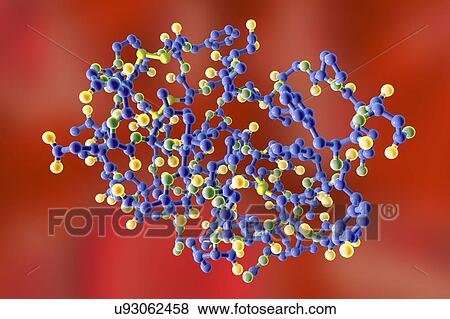 Stock Photo - Insulin-like growth factor 1 (IGF-1), molecular model. IGFs are polypeptides that are similar in their molecular structure to insulin. IGF-1 is mainly secreted by the liver as a result of stimulation by growth hormone. In addition to acting in a.... Fotosearch
