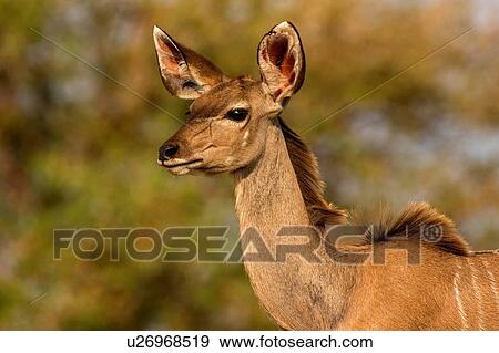 Stock Photo - Kudu, head and shoulder side view, Kruger National Park, South Africa. Fotosearch