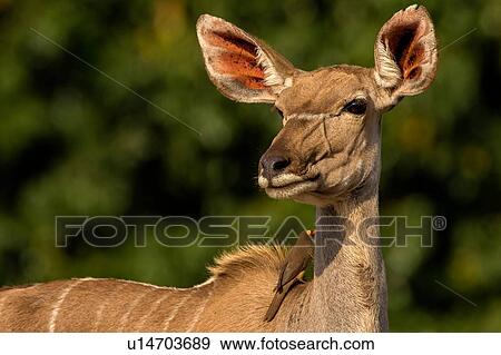 Kudu looking over it's shoulder, side view, Kruger National Park, South Africa View Large Photo Image Stock Photo - Kudu looking over it's shoulder, side view, Kruger National Park, South Africa. Fotosearch
