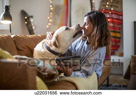 Stock Photograph - Labrador retriever licking young woman's face on living room sofa. Fotosearch