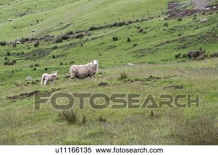 Lamb and ewe in field in Te Anau Downs, New Zealand View Large Photo Image Stock Photography - Lamb and ewe in field in Te Anau Downs, New Zealand. Fotosearch