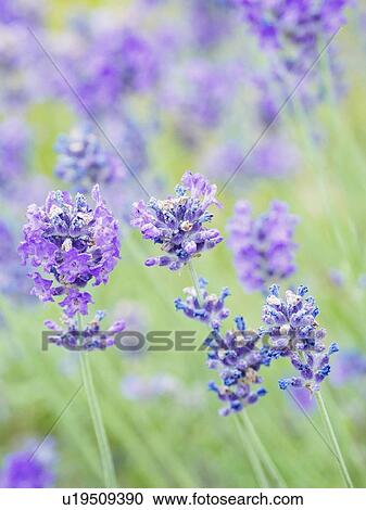 Stock Image - Lavender. Fotosearch