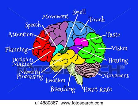 Lobes of the human brain and their various functions, illustration. View Large Photo Image Stock Photo - Lobes of the human brain and their various functions, illustration.. Fotosearch