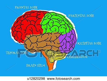 Lobes of the human brain, illustration. View Large Photo Image Stock Photo - Lobes of the human brain, illustration.. Fotosearch