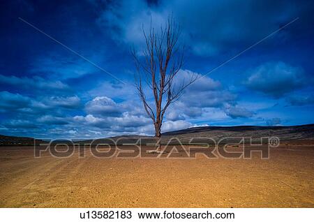 Lone bare tree against blue cloudy sky, Cape Town, Western Cape, South Africa View Large Photo Image Stock Image - Lone bare tree against blue cloudy sky, Cape Town, Western Cape, South Africa. Fotosearch
