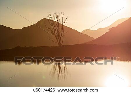 Lone bare tree, mountain ranges in background, Cape Town, Western Cape, South Africa View Large Photo Image Stock Photograph - Lone bare tree, mountain ranges in background, Cape Town, Western Cape, South Africa. Fotosearch