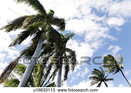 Low angle view of palm trees View Large Photo Image Stock Image - Low angle view of palm trees. Fotosearch