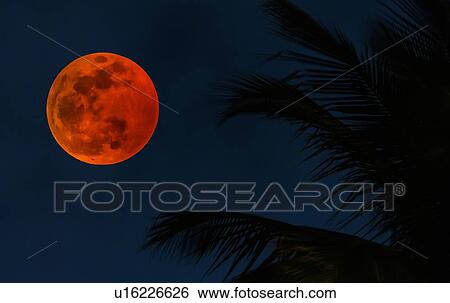 Stock Photograph - Lunar eclipse by palm tree fronds. Fotosearch
