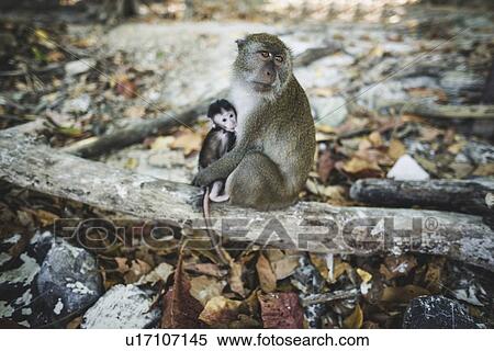 Stock Photography - Macaque holding young macaque on log. Fotosearch