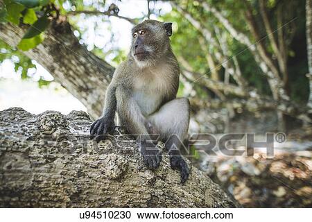 Stock Image - Macaque sitting on rock. Fotosearch