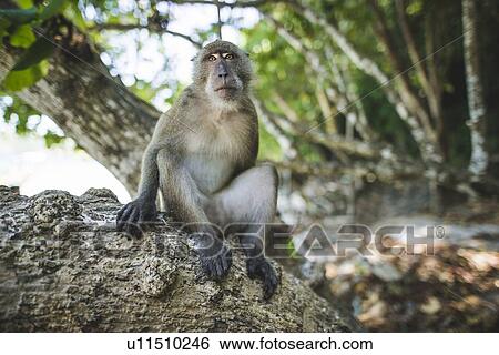 Stock Photograph - Macaque sitting on rock. Fotosearch
